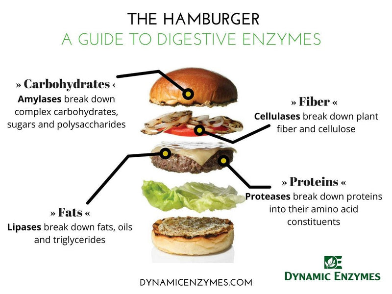 [Australia] - Eat E-Z Digestive Enzymes for Gut Health; Anti-Bloating; Digestive Enzyme for Immune Support | 30 Count 30 Count (Pack of 1) 