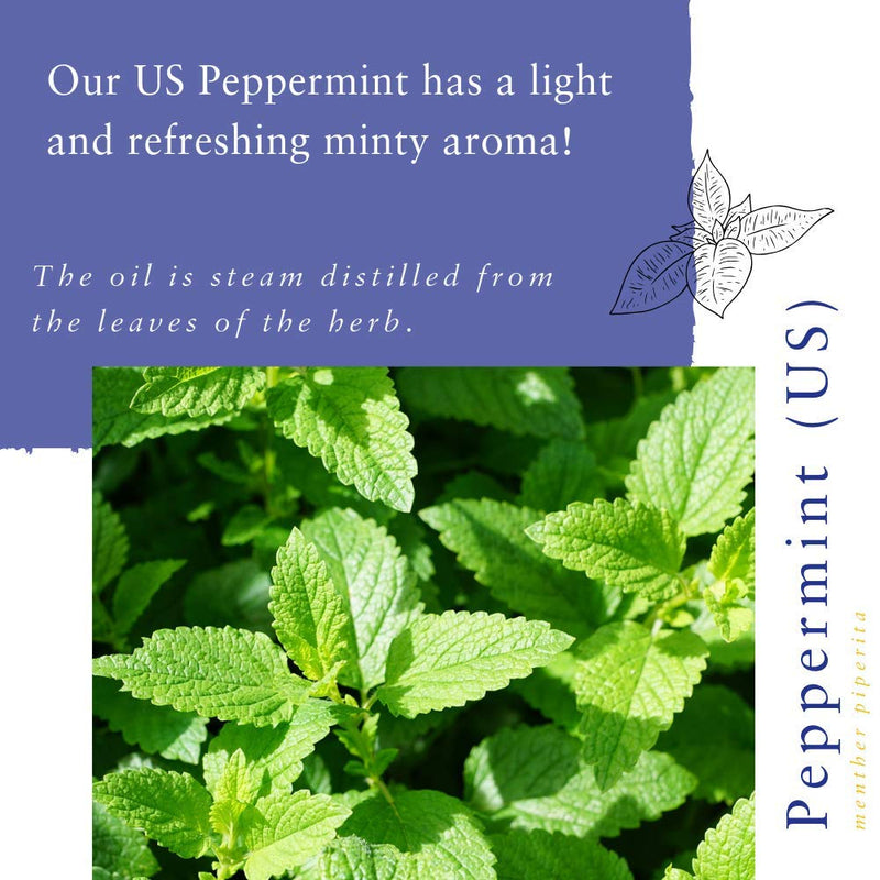 [Australia] - Absolute Aromas Peppermint Essential Oil 10ml - 100% Pure, Natural, Undiluted, Vegan and Cruelty-Free - for use in Diffusers and Aromatherapy Blends 