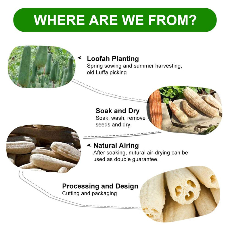 [Australia] - 6 Pcs Natural Loofah, Exfoliating Luffa Natural Loofah Sponge Body Scrubber For Bathing And Back Caring Spa, 4 Inch Length Organic Loofah Loofahs Sponges For Shower Scrubbing And Kitchen Cleaning 