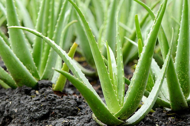 [Australia] - 100% Pure Aloe Vera Gel 200ml. Aloe Vera from organic farming, 0% added water, no preservatives, no perfumes 