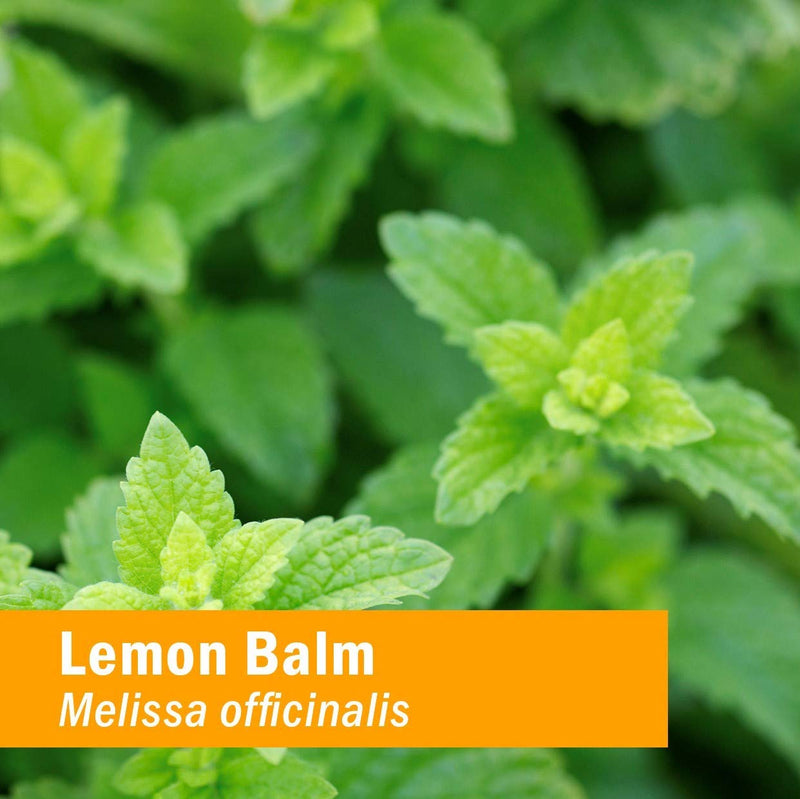 [Australia] - Herb Pharm Certified Organic Lemon Balm Liquid Extract for Calming Nervous System Support, Alcohol-Free Glycerite, 1 Oz 1 Fl Oz (Pack of 1) 