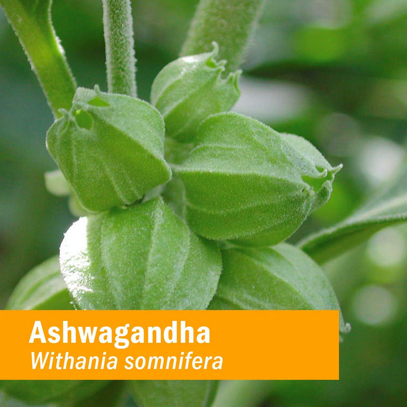[Australia] - Herb Pharm Certified Organic Ashwagandha Extract for Energy and Vitality, Organic Cane Alcohol, 1 Ounce 1 Fl Oz (Pack of 1) 