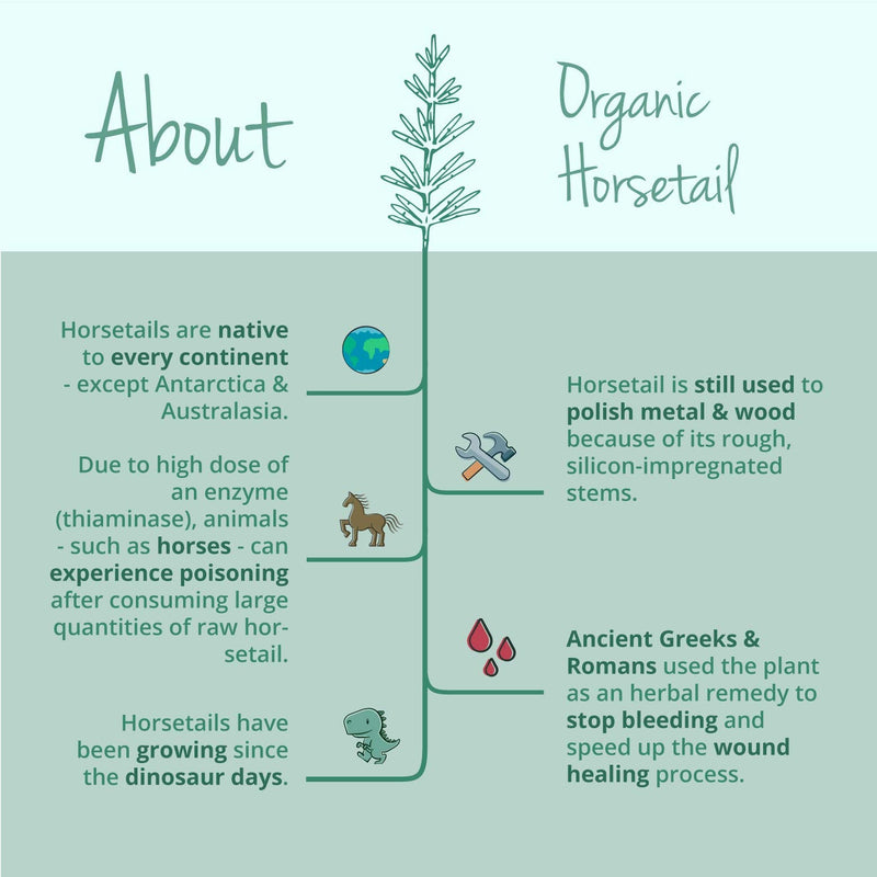 [Australia] - Horsetail 1000mg Vegavero® | 100% Organic | Natural Source of Silica | NO Additives | Hair, Skin & Nail Supplement | Equisetum Arvense Extract | 90 Vegan Capsules 