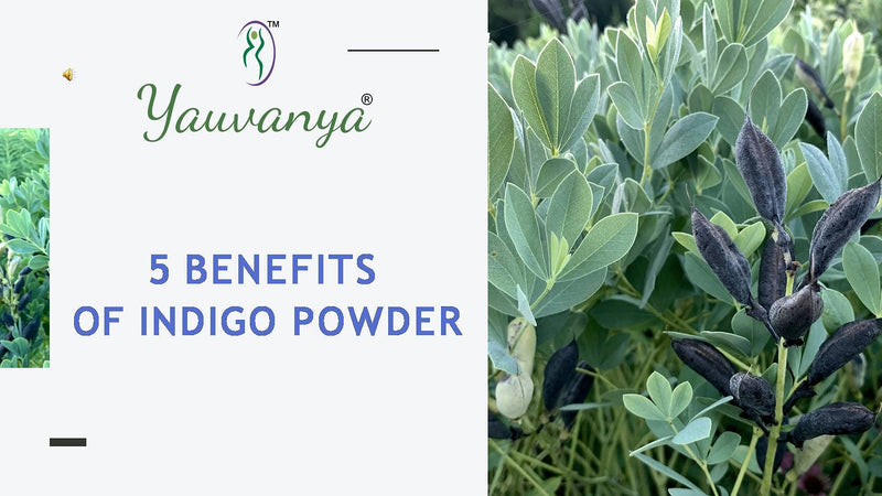 [Australia] - Yauvanya Pure Indigo Powder for hair - 3 X 100 Gms 