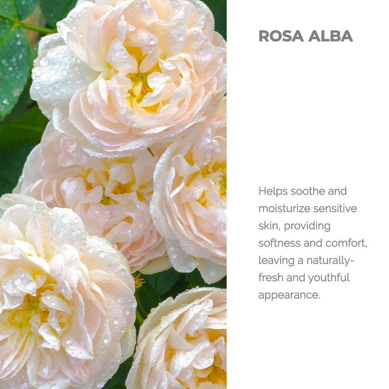 [Australia] - Alteya Organic White Rose Water Spray 240ml Glass bottle- 100% USDA Certified Organic Authentic Pure Natural Rosa Alba Flower Water Steam-Distilled and Sold Directly by the Rose Grower Alteya Organics 