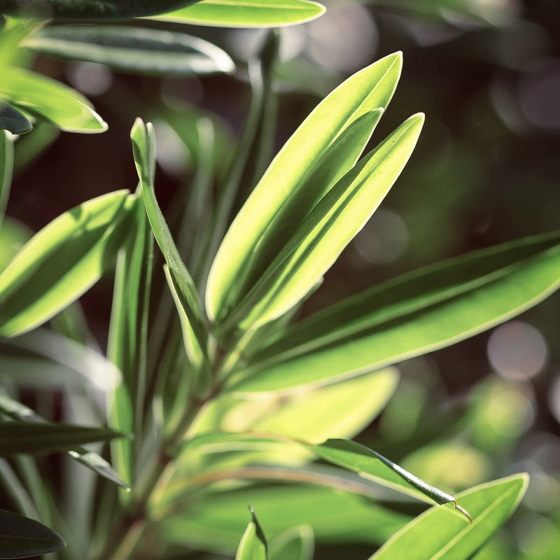 [Australia] - Naissance Tea Tree Essential Oil (No. 109) - 200ml (2 x 100ml) - Pure, Natural, Cruelty Free, Vegan & Undiluted - Use in Diffusers, Aromatherapy & Homemade Formulations 