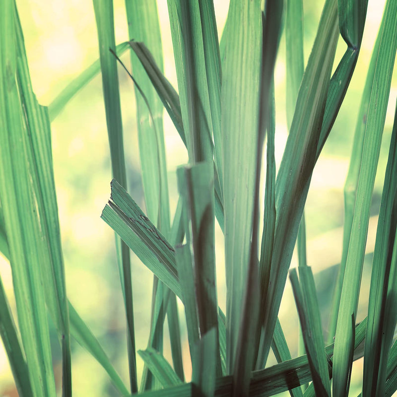 [Australia] - Naissance Citronella Essential Oil (No. 182) - 50ml - Pure, Natural, and Undiluted - Use in Aromatherapy, Massage Blend & Diffusers - Calming and Refreshing Aroma 