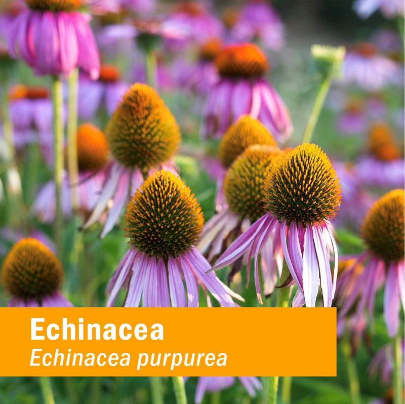 [Australia] - Herb Pharm Kids Certified-Organic Alcohol-Free Echinacea Glycerite Liquid Extract, 1 Ounce 1 Fl Oz (Pack of 1) 