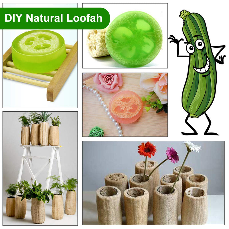 [Australia] - 6 Pcs Natural Loofah, Exfoliating Luffa Natural Loofah Sponge Body Scrubber For Bathing And Back Caring Spa, 4 Inch Length Organic Loofah Loofahs Sponges For Shower Scrubbing And Kitchen Cleaning 
