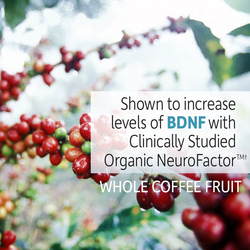 [Australia] - Garden of Life Dr. Formulated Brain Health Memory & Focus for Adults 40+, 60 Count 