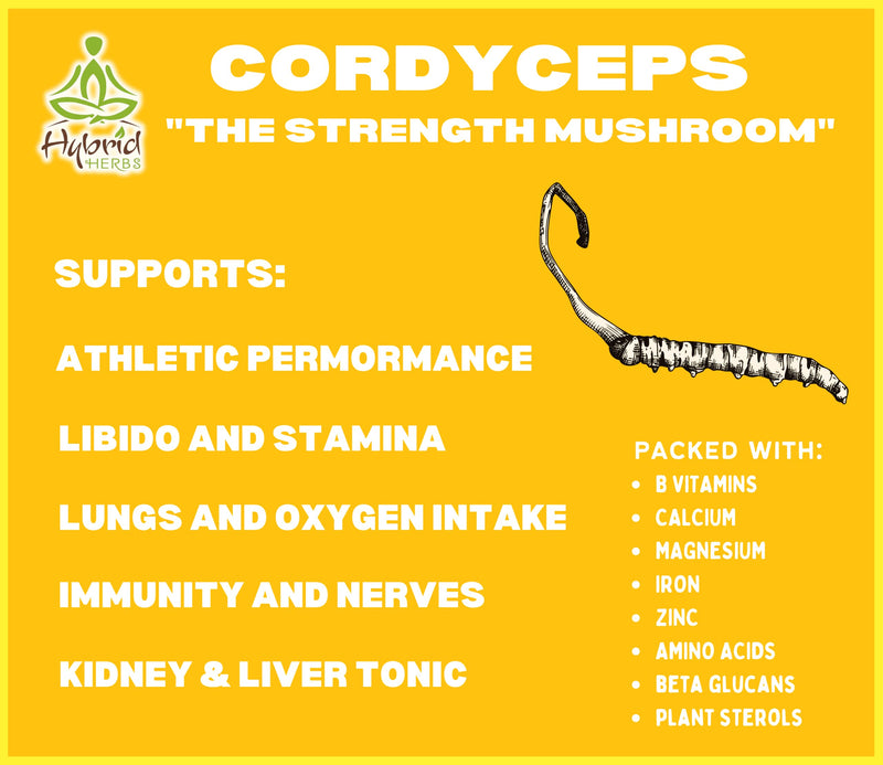 [Australia] - HYBRID HERBS � CORDYCEPS MUSHROOM | 10:1 Extract Powder | Natural Supplement with Polysaccharides & Beta Glucans | Immune, Performance, Energy, Endurance Support | 56 Serving (56g) 