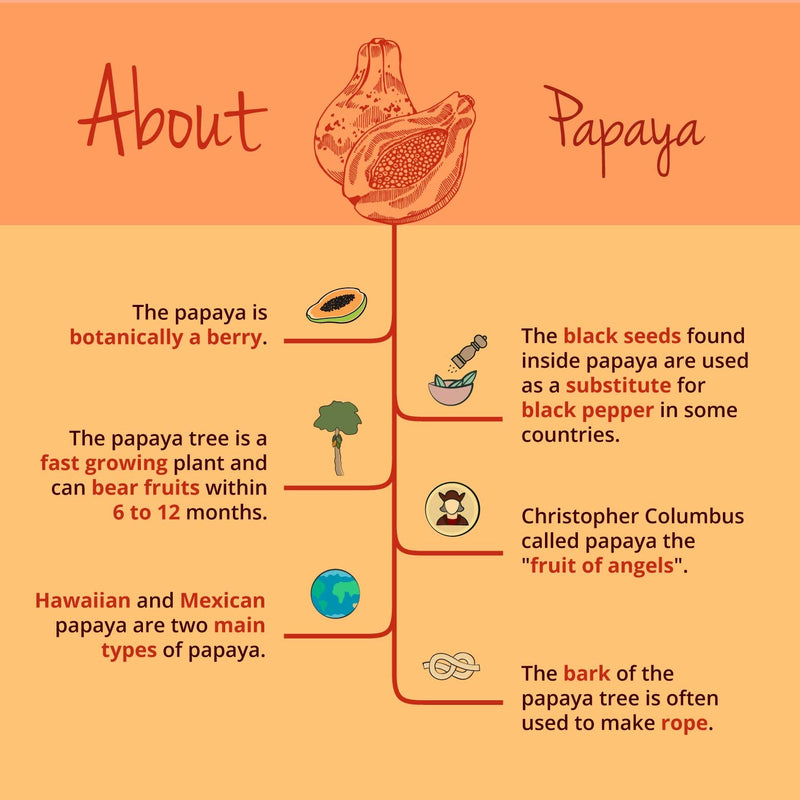 [Australia] - Papaya Vegavero® | 100% Organic | 1400mg Carica Papata Fruit Extract | NO Additives & Non-GMO | 120 Vegan Capsules 