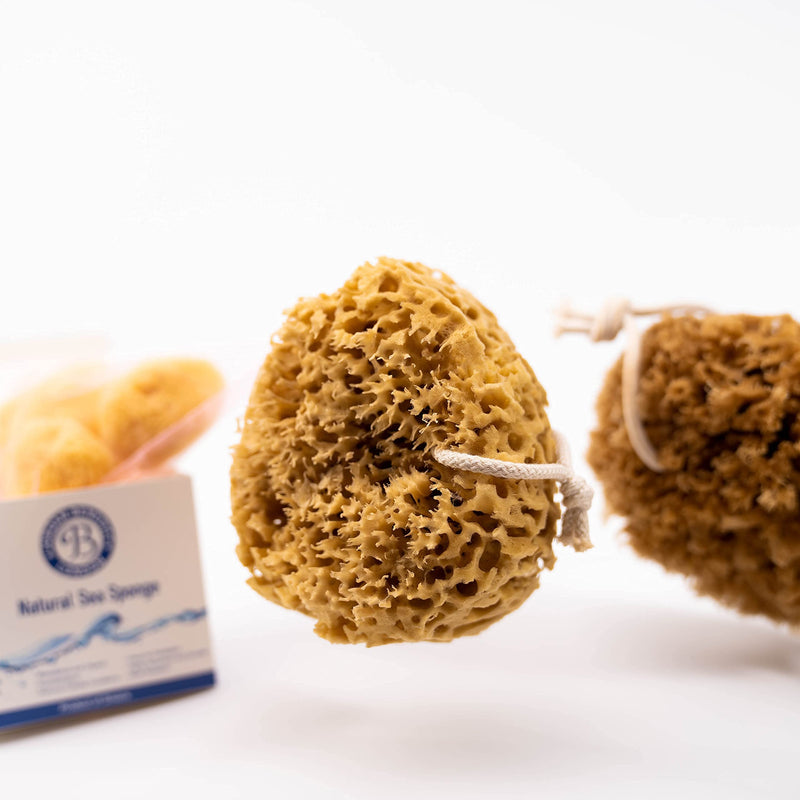 [Australia] - Jordan Benedict Natural Sea Sponge - Natural Sea Sponge for Bath and Shower for Adults L (Pack of 1) 