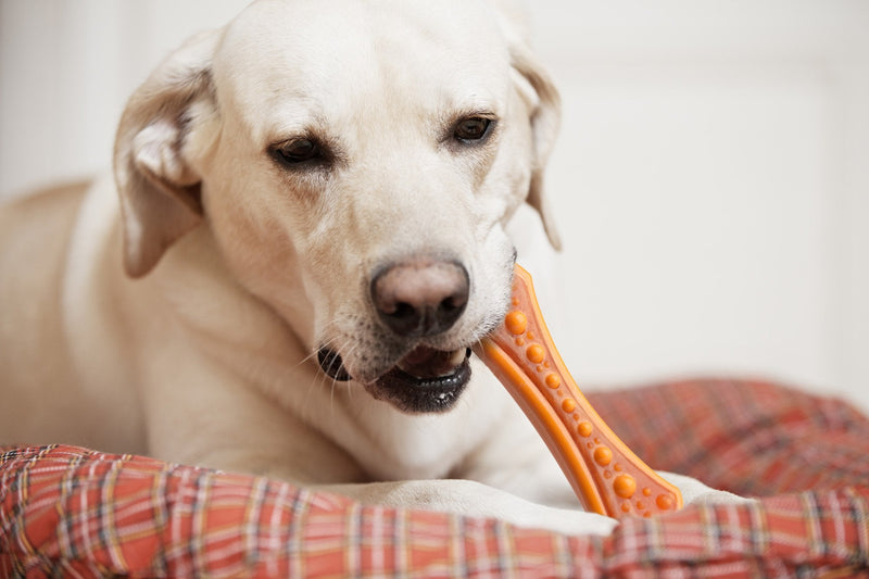 [Australia] - Hartz Chew ‘n Clean Dental Duo Dog Chew Toy, Dog Toy & Bacon Flavored Treat in One, Color & Toy Size Varies Large 1 Count 