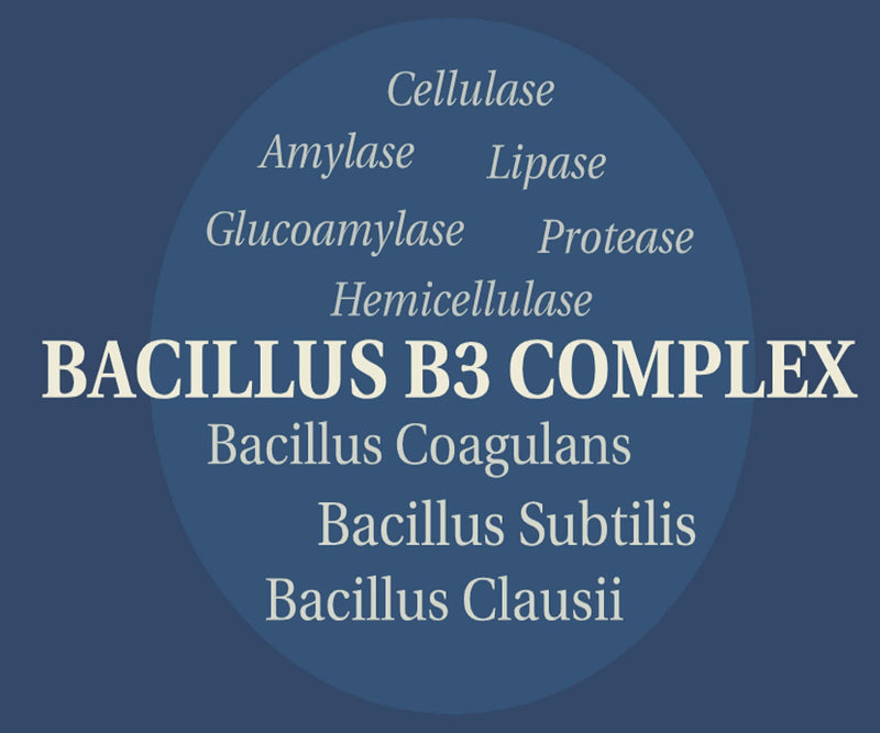 [Australia] - New Bacillus B3 Complex Probiotics & Bioactive Enzymes - Spore-Based Organisms - SBO - Better Survivability Leading Probiotics - B Coagulans & B Subtilis - Non GMO - 60 Capsules 