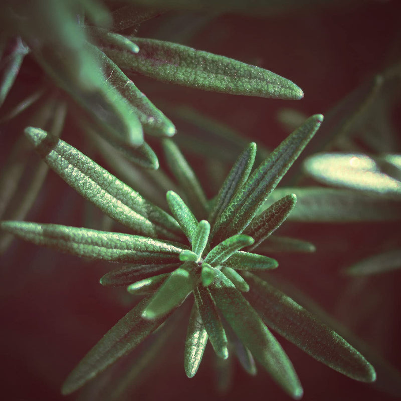 [Australia] - Naissance Rosemary Essential Oil (No. 108) 100ml - 100% Pure, Natural, Cruelty Free, Vegan, Steam Distilled and Undiluted - Use in Aromatherapy & Diffusers 