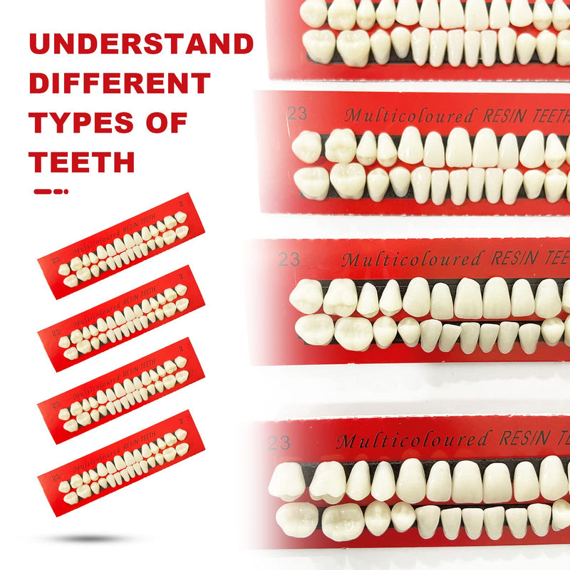 [Australia] - VIKSAUN 4 Pieces Acrylic Resin Fake Teeth Dental Denture False Teeth Halloween Horror Teeth Synthetic Resin Teeth for Halloween Makeup Cosplay Costume Party Ornament Supplies (4 pcs) 4 Pcs 