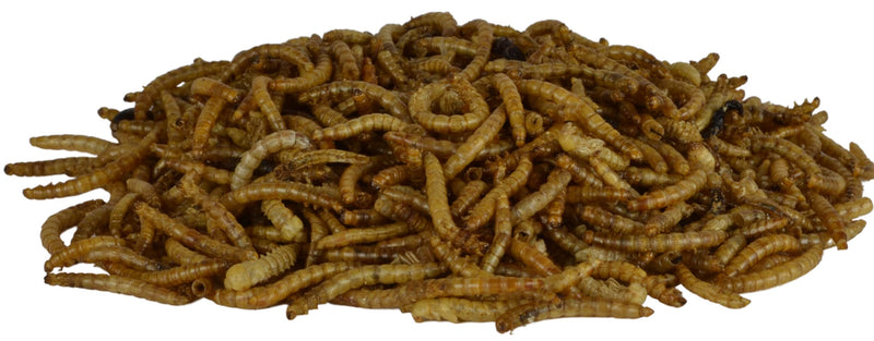 [Australia] - Supa Dried Mealworms for Wild Birds, 3 Litre Bucket, High Energy Protein Rich Treat For Garden Birds, Attract More Birds To Your Garden, Quality Wild Bird Food. 1 3 l (Pack of 1) 