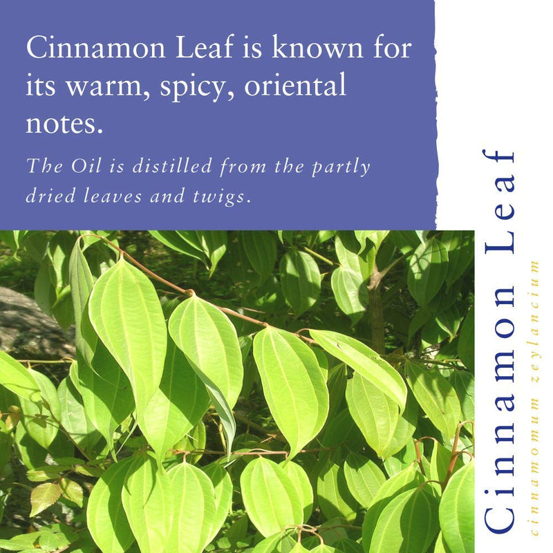 [Australia] - Absolute Aromas Cinnamon Leaf Essential Oil 10ml - Pure, Natural, Undiluted and Cruelty Free - for use in Diffusers, Aromatherapy and DIY Beauty Recipes 