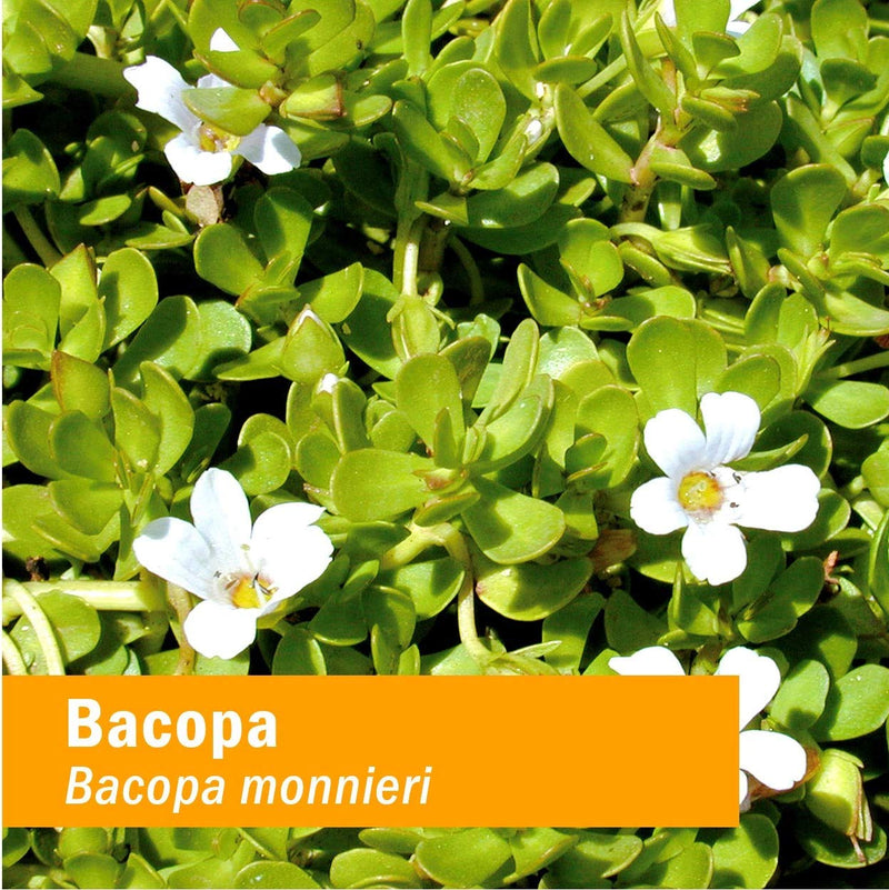 [Australia] - Herb Pharm Certified Organic Bacopa Liquid Extract for Brain Support - 1 Ounce (DBAC01) 