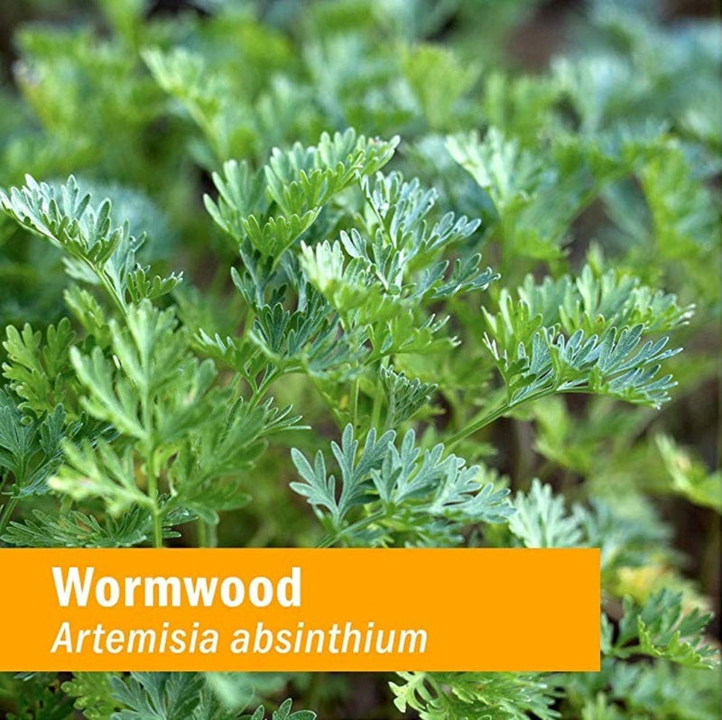 [Australia] - Herb Pharm Certified Organic Wormwood Liquid Extract for Digestive System Support - 1 Ounce 