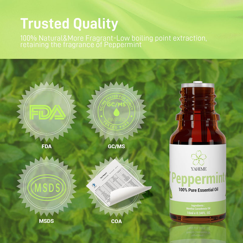 [Australia] - ASAKUKI Peppermint Essential Oil for Sharpening Concentration & Soothing Aches, 10mL - Premium Therapeutic Grade, Cruelty Free - 100% Pure Peppermint Oil for Aromatherapy - by YAHIME 