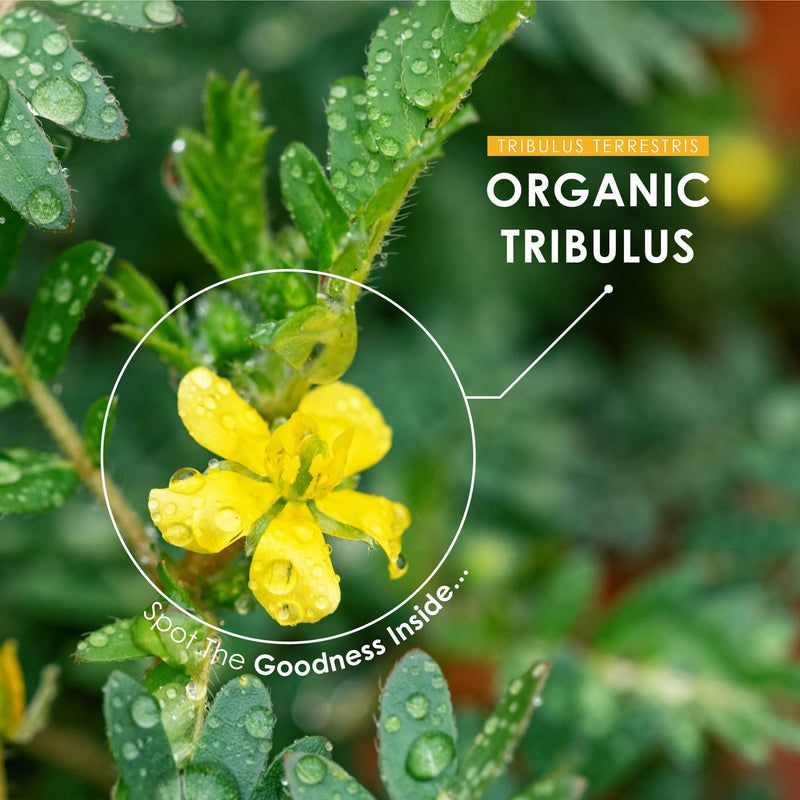 [Australia] - Organic Tribulus 1500mg - High Potency Tribulus Terrestris – Certified Organic, Non GMO, Gluten Free, Halal – 120 Vegan Capsules 120 Count (Pack of 1) 