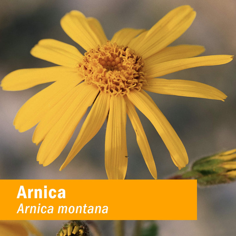 [Australia] - Herb Pharm Certified Organic Oil, Arnica, 1 Fl Oz 1 Fl Oz (Pack of 1) 