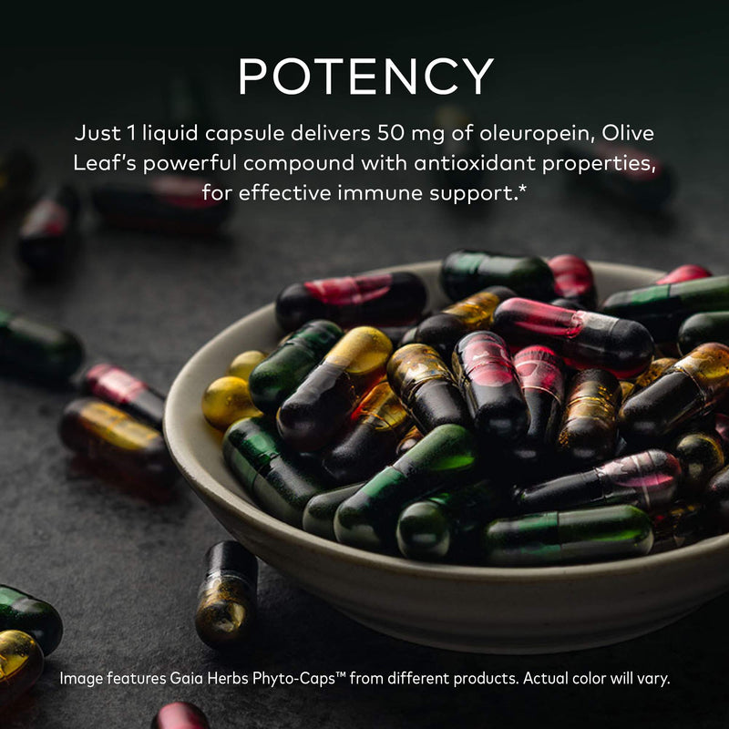 [Australia] - Gaia Herbs Olive Leaf - Traditional Immune Health Support - Immune System Supplement with Olive Leaf Extract and Oleuropein - 120 Vegan Liquid Phyto-Caps 120 Count (Pack of 1) Liquid Phyto-Capsules Standard Packaging 