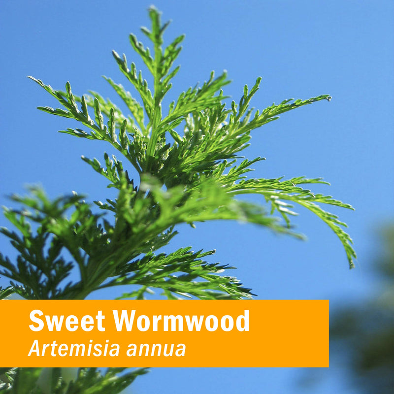 [Australia] - Herb Pharm Certified Organic Artemisia Annua (Sweet Annie) Liquid Extract, 1 Fl Oz 1 Fl Oz (Pack of 1) 