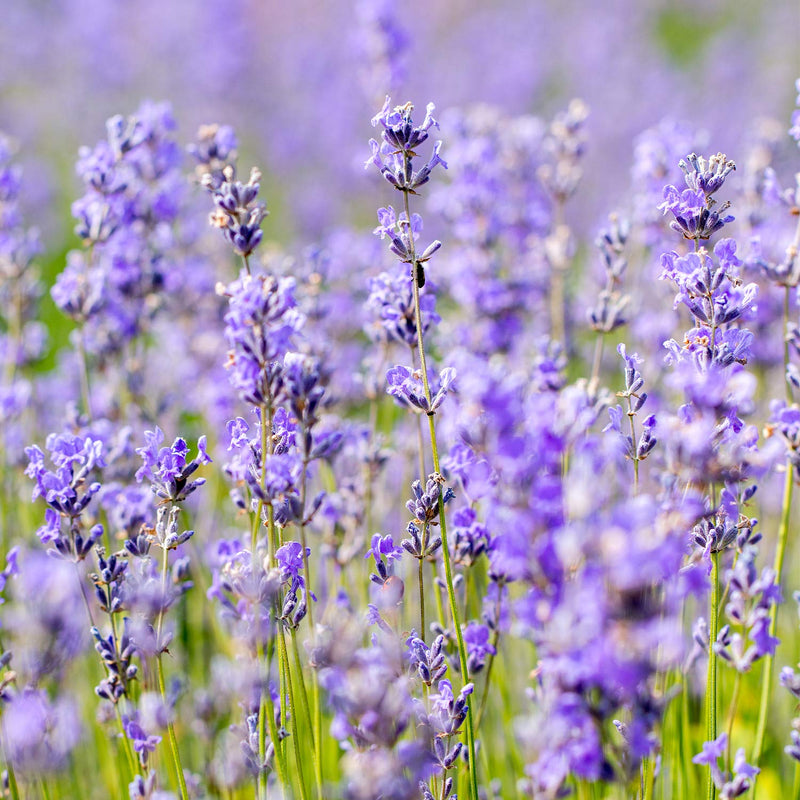 [Australia] - Weleda Lavender Relaxing Body Oil 100ml Lavendar 