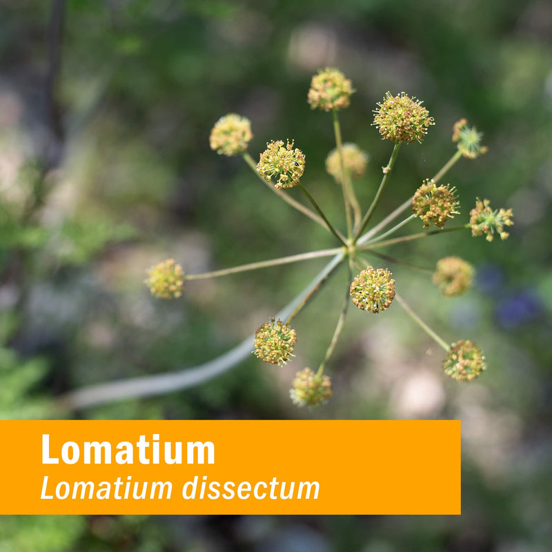 [Australia] - Herb Pharm Lomatium Liquid Extract for Immune System Support - 1 Ounce 