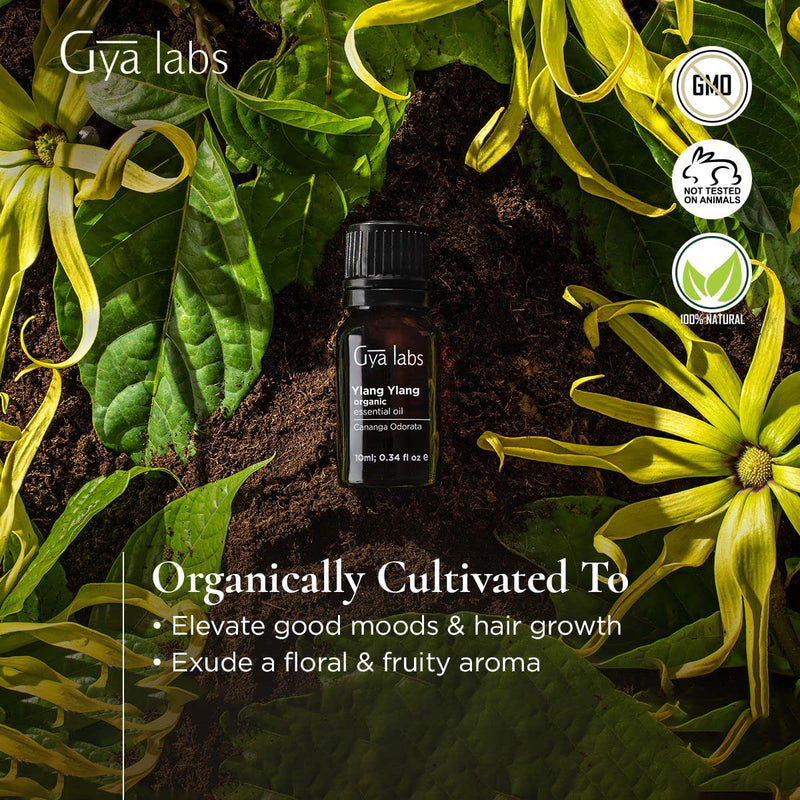 [Australia] - Gya Labs Organic Ylang Ylang Essential Oil (10ml) - Sweet, Floral & Uplifting Scent 10 ml (Pack of 1) 