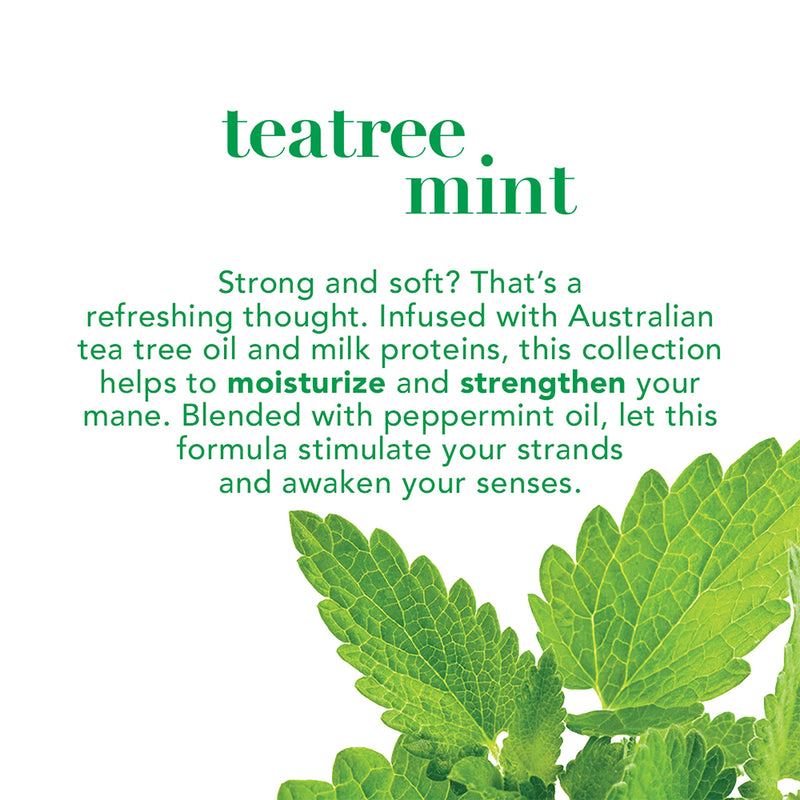 [Australia] - OGX Extra Strength Refreshing + Invigorating Teatree Mint Dry Scalp Treatment with Witch Hazel Astringent to Help Remove Scalp Buildup, Paraben-Free, Sulfate Surfactant-Free, 4 fl oz 