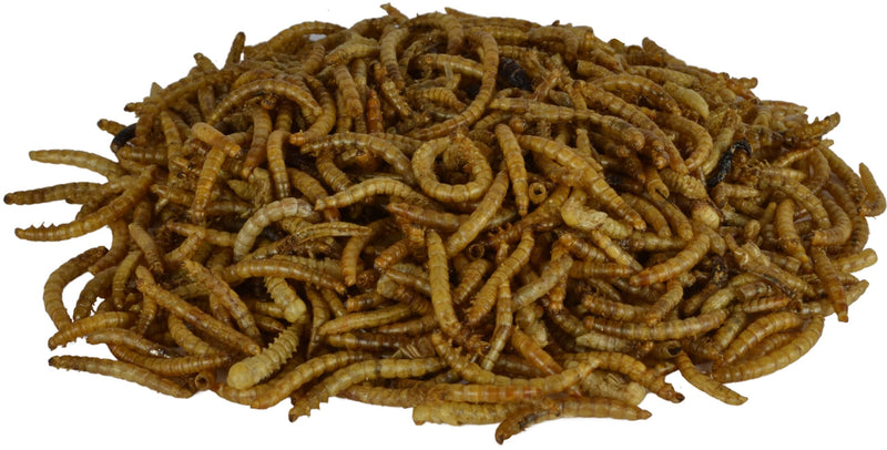 [Australia] - Supa Dried Mealworms for Wild Birds, 3 Litre Bucket, High Energy Protein Rich Treat For Garden Birds, Attract More Birds To Your Garden, Quality Wild Bird Food. 1 3 l (Pack of 1) 