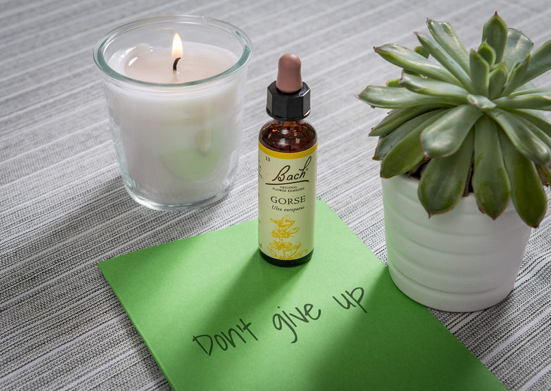 [Australia] - Bach Original Flower Remedy Gorse, Flower Essences, Vegan formula, Let me be me, An Individual and Personal Approach to Emotional Wellness, Easy to use, 1 Dropper Bottle x 20 ml 