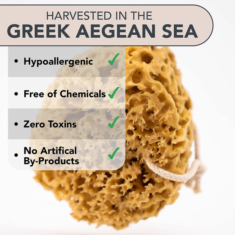[Australia] - Jordan Benedict Natural Sea Sponge - Natural Sea Sponge for Bath and Shower for Adults L (Pack of 1) 