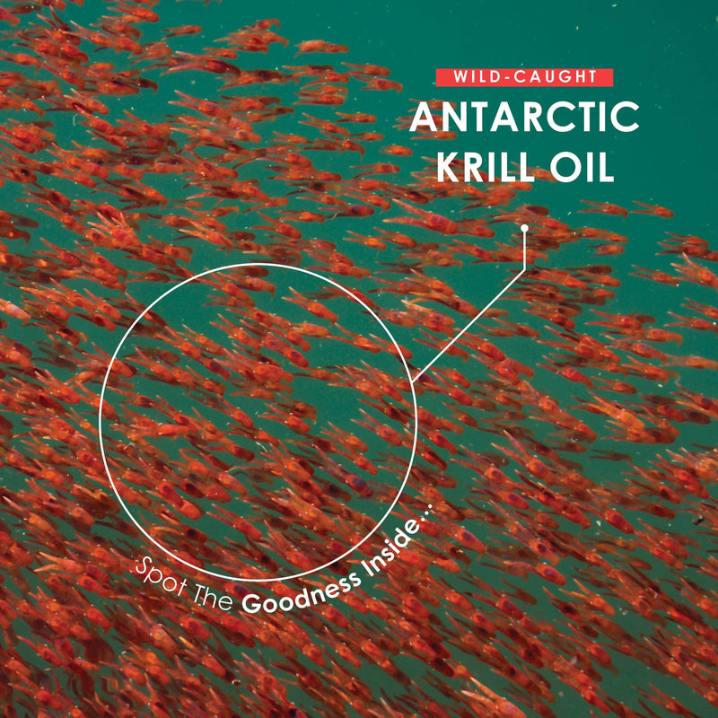 [Australia] - Antarctic Krill Oil 1000mg | Wild-Caught, High Omega 3s EPA, DHA, Astaxanthin & Phospholipids | 2 Months Supply | Sustainably Sourced – Halal, 60 Softgels 