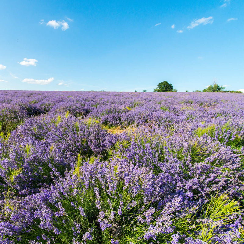 [Australia] - Weleda Lavender Relaxing Body Oil 100ml Lavendar 