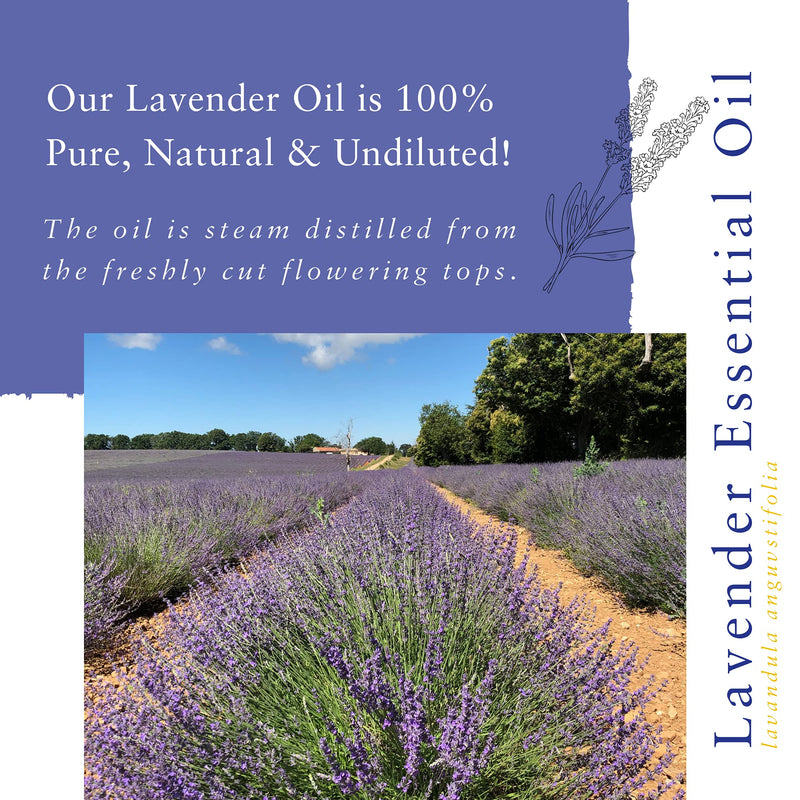 [Australia] - Absolute Aromas Lavender Essential Oil 100ml - 100% Pure, Natural, Undiluted and Cruelty-Free - for use in a Diffuser and Aromatherapy Blends 