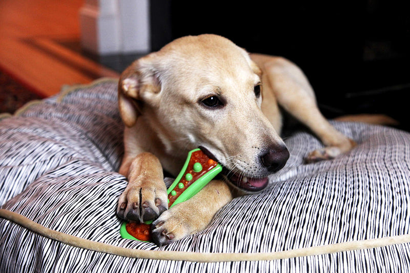 [Australia] - Hartz Chew ‘n Clean Dental Duo Dog Chew Toy, Dog Toy & Bacon Flavored Treat in One, Color & Toy Size Varies Large 1 Count 
