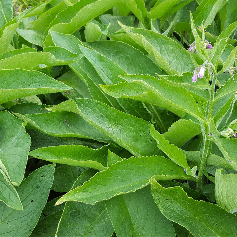 [Australia] - Frontier Co-op Organic Cut & Sifted Comfrey Leaf 1lb 