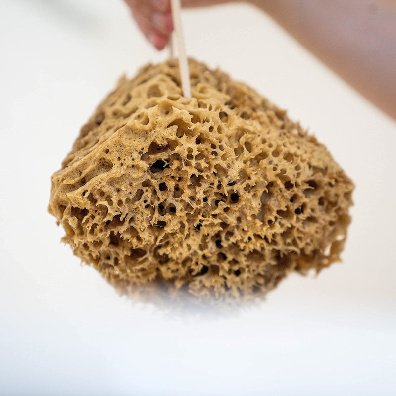 [Australia] - Jordan Benedict Natural Sea Sponge - Natural Sea Sponge for Bath and Shower for Adults L (Pack of 1) 