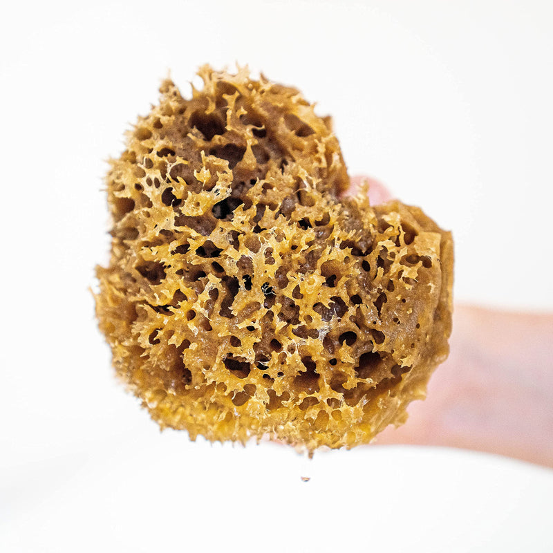 [Australia] - Jordan Benedict Natural Sea Sponge - Natural Sea Sponge for Bath and Shower for Adults L (Pack of 1) 