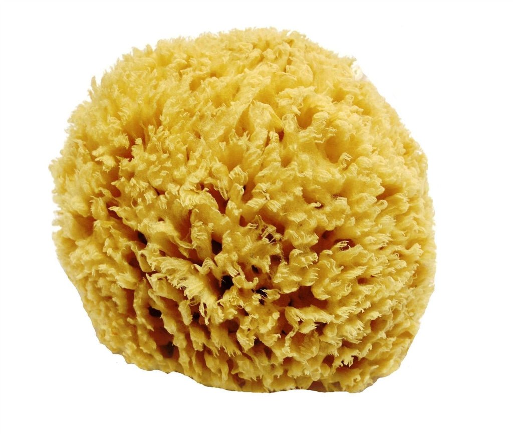 [Australia] - Unbleached Honeycomb Natural Sea Sponge - strong and durable - 100% Natural & Organic - Hypoallergenic - for babies, children and adults - used in bathing, cleansing, exfoliating, make-up, art, pets 12 cm (Pack of 1) 